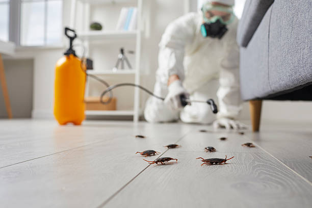 Commercial Kitchen Cockroach Control in Veazie